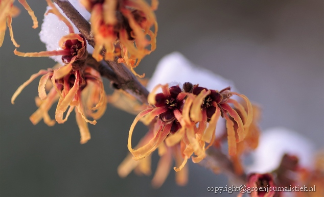 hamamelis in de sneeus