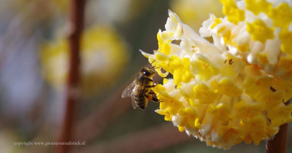 edgeworthia, papierstruik