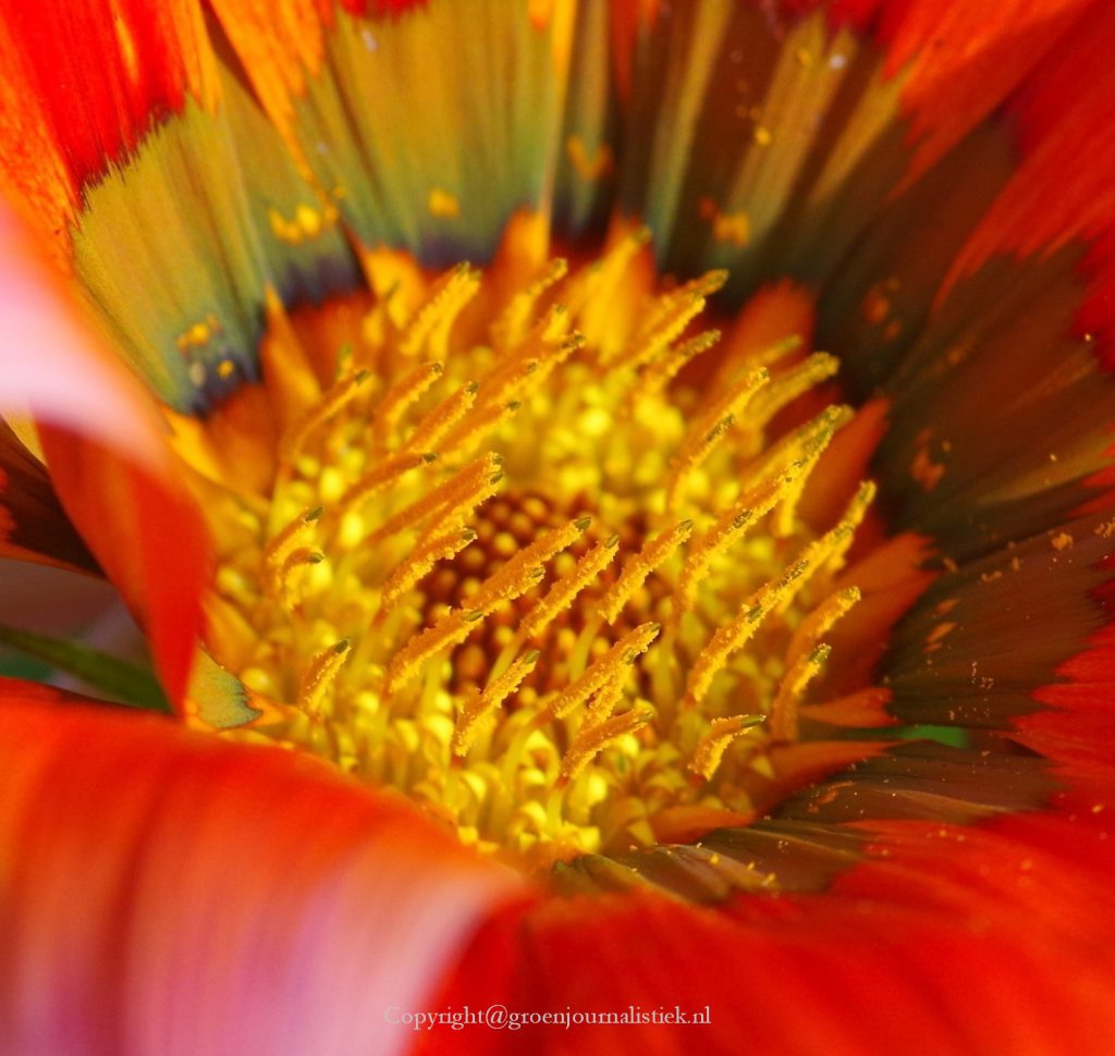 Gazania hart, stuifmeel