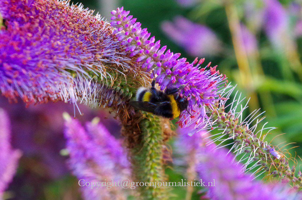 hommels, veronicastrum